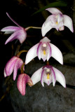 Spring Orchids 26/08
