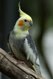 Cockatiel