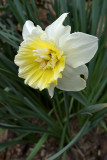 Daffodil For September 18/09
