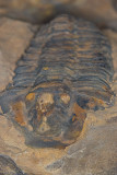 Conservation Status - Extinct 17/10