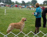 Golden Retriever  #27 - In Group