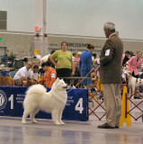 Samoyed #18 - Ch Pebbles Run Love Actually