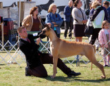 Great Dane in Working Group