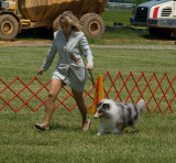 Shetland Sheepdog - #31 Toven Winter Triumph