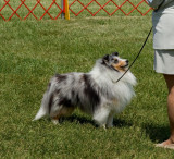 Shetland Sheepdog - #31 Toven Winter Triumph (Photo 2)