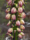 Yucca blooms