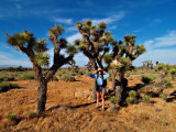 Joshua Trees in the Mojave Desert