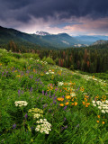 Dramatic clouds and flowers near Red's meadow