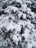 PA246950.jpg