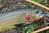 High Country Cutthroat