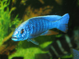 Sciaenochromis fryeri