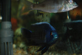 Copadichromis borleyi Maison Reef