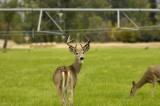 CB Ranch Young Buck