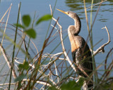 Anhinga