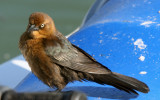 Boat-tailed Grackle - Female