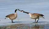 Canada Goose Pair