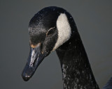 Canada Goose Portrait