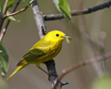 Yellow Warbler with lunch