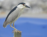 Black-crowned Night-Heron