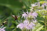 Clearwing Spinx Moths and Bee Balm