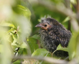 Baby Red Wing Blackbird