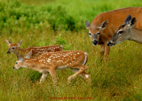 White-tailed Deer & Fawns Big Meadows SNP, Va