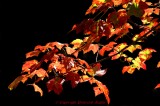 Fall color   Nature Occoquan NWR, Va