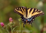 Eastern Tiger Swallowtail Big Meadows NP, Va