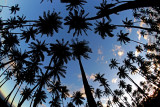 Kapuaiwa coconut grove - Sky Palms