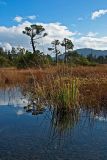 Muskeg Landscape