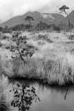 Muskeg Landscape