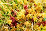 Sphagnum Moss
