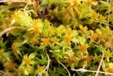 Sphagnum Moss