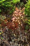 Flora on Hungry Point Trail