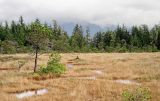 Muskeg Field