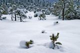 Muskeg Snow Field - 1