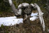 Knurly Tree