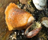 Anemone, urchin, clams