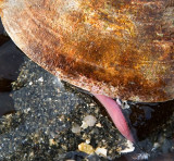 Clam