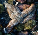 Ochre Sea Star