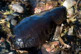 Sea Cucumber