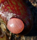 Painted Anemone