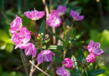 Alpine Azalea
