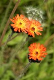 Hackweed