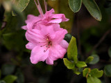 Hortensia