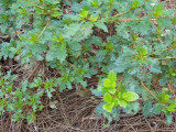 vine weevil damage