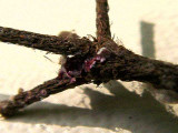 azalea bark scale