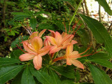July Joy