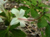 <i>arborescens</i>