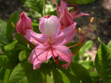 <i>arborescens</i> x ?